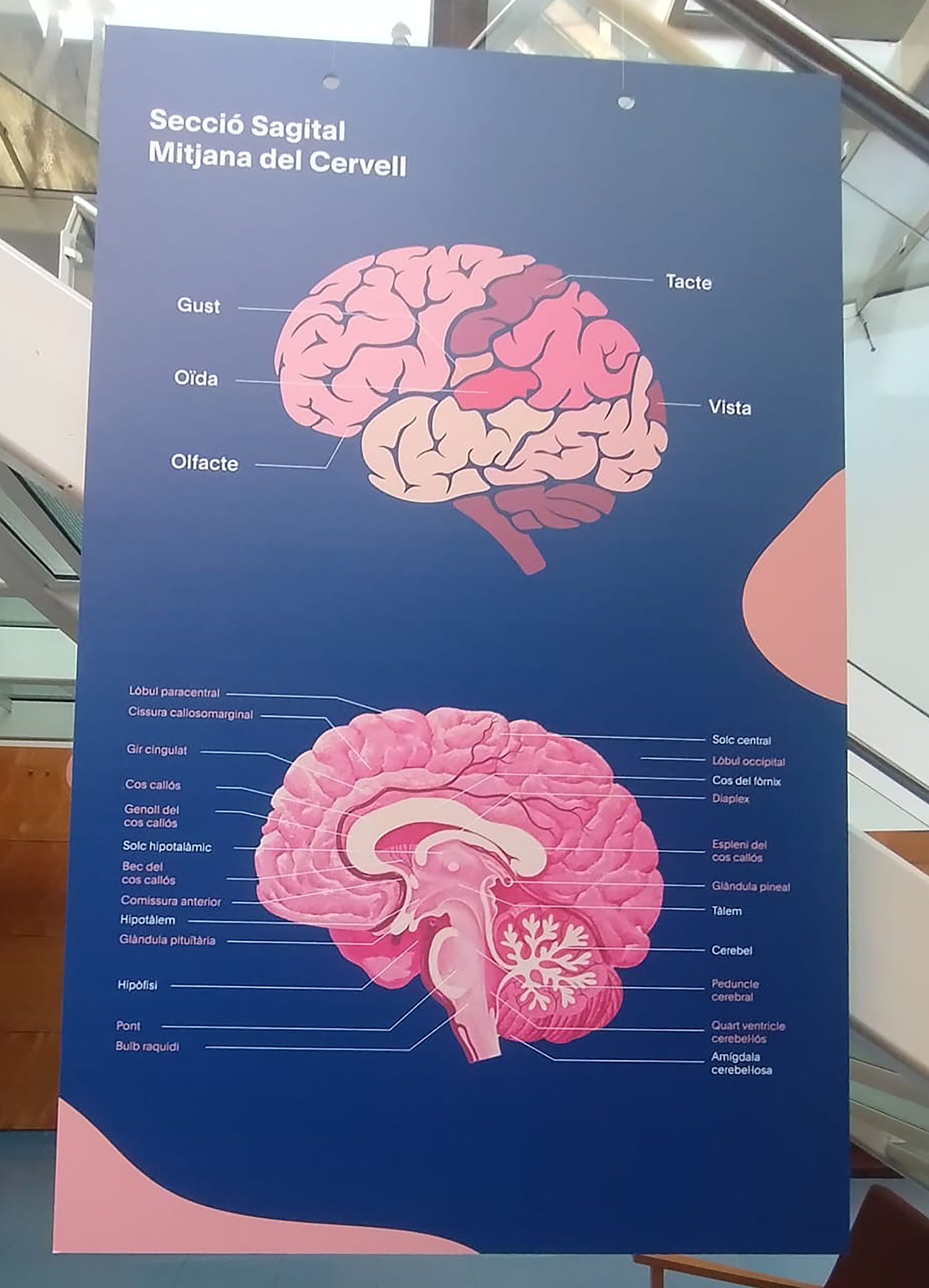 Se muestran dos secciones sagitales de la mediana del cerebro.